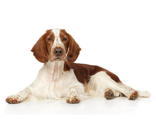 Welsh springer spaniel sales weight